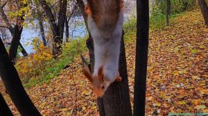 Белочки и королевский фазан в Нескучном саду! 🐿🐿🐿