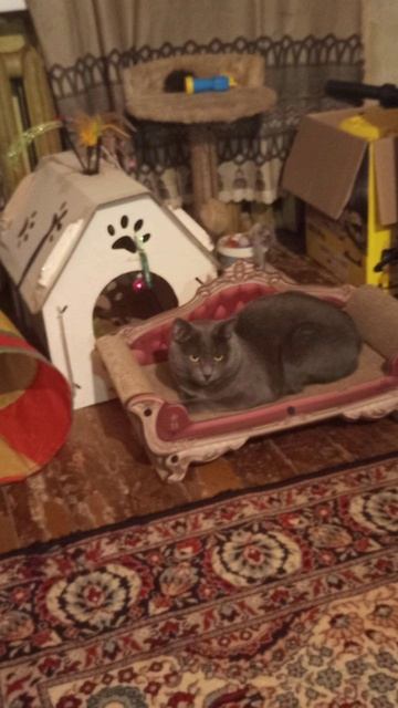 Кот Атос в окружении своей мебели #shorts #котатос #милота #кототдыхает #животные