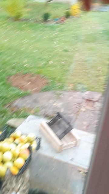 кот + улица смотреть онлайн