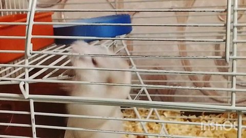 детки Марии Борисовны🐹🐹1 часть Лиля милашка🐹🐹