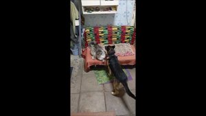 Собака. Кот. Том и Кос