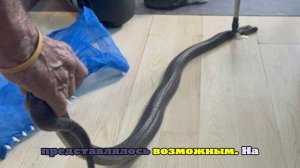 The Thaiger: Укушенный коброй таец успел позвонить бабушке перед смертью