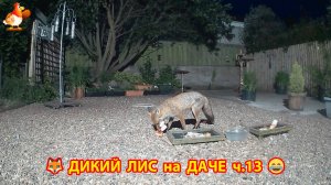 Дикий Лис как дачный питомец кушает по ночам ч.13  🦊❣️😂