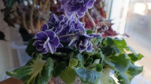 Фиалка ВАТ Супер сын