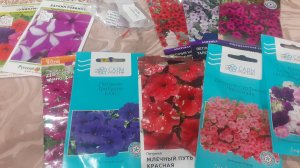 27.10.2025 Готовимся сеять петунии (если Вы собираетесь их черенковать).