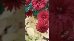 Чудесный цвет, чудесная хризантема