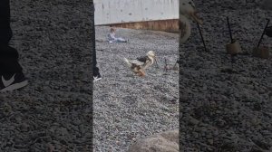 Подсмотрено на пляже.  Большая Ялта.