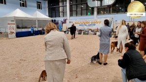 BEST IN SHOW Рейтинговая выставка собак всех пород "БАЛТИК-ШОУ-2" ринг левреток. 26.10.2025 г.