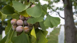 Ginkgo biloba