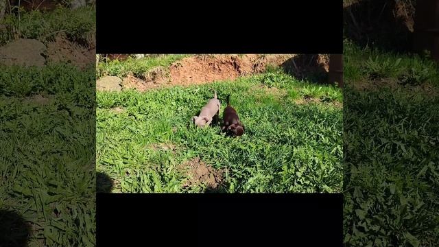 Шоколадная девочка от Жыки и Кофе. Выпускница нашего питомника смотреть онлайн