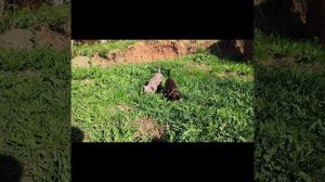 Шоколадная девочка от Жыки и Кофе. Выпускница нашего питомника