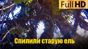 Спилили старую ель, оплетённую виноградом 🌲🍇