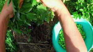 Помидоры помидоры овощи. Чио-чио-сан.Часть 2.mp4