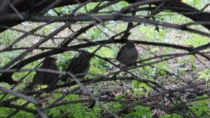 Три воробья на ветке