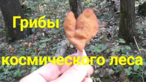 Грибы космического леса.