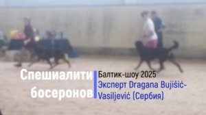 4 Кобели, чемпионы