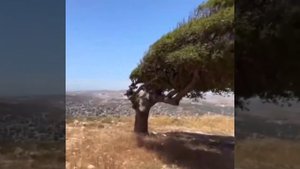 На побережье Биг-Сура,