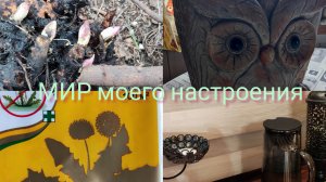 26.10.25 Дача.Поздняя пересадка пионов.Ремонт на веранде,часть 2 перемены и планы.