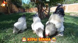 Куры Брама с лохматыми лапами прекрасные несушки (70)