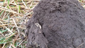 Коп на поле после дождя.