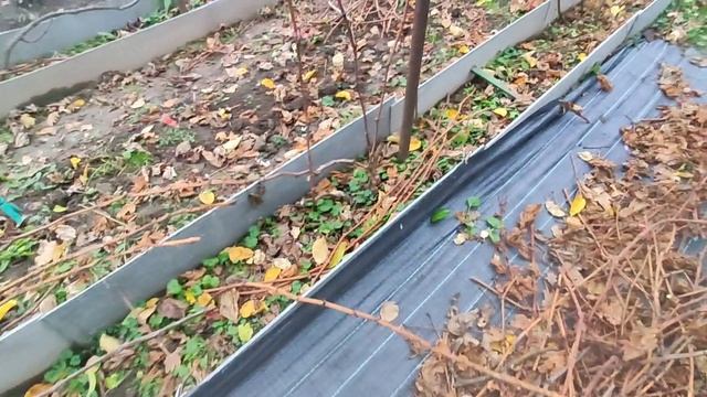 Виноград в Калужской обл. Обрезка и формировка на плодоношение после холодного лета