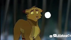 Коты-воители