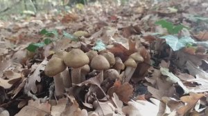 Крым, октябрь 2025 ,опята.