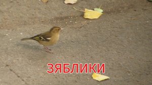 ЗЯБЛИКИ /самки/