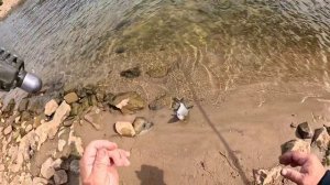 Рыбалка на фидера на реке Ахтуба, ловим леща, плотву и густеру.