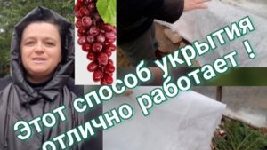 Укрытие винограда для его успешной перезимовки. Виноград в теплице