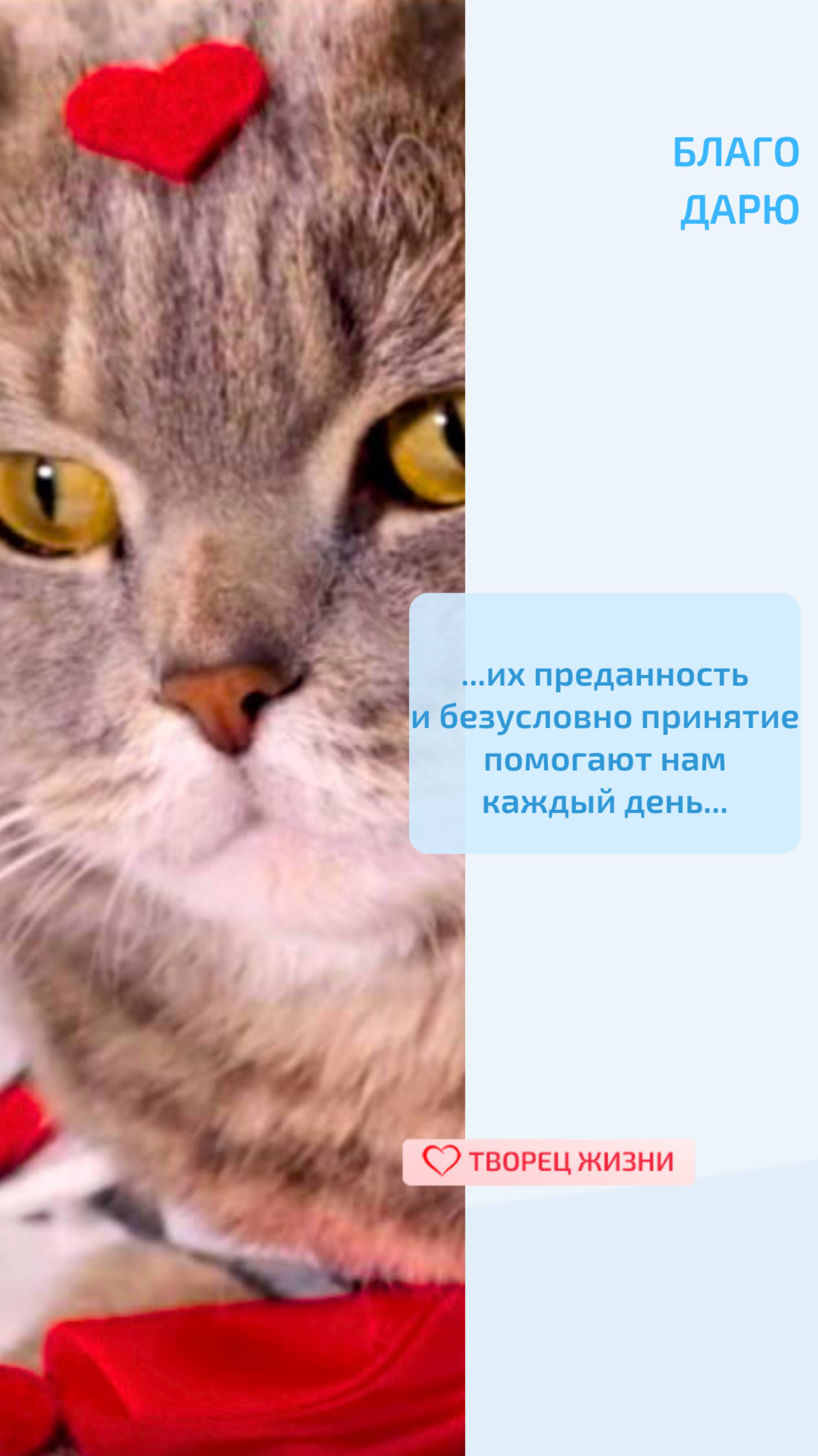 Благодарю за домашних питомцев и их взаимную искреннюю любовь!