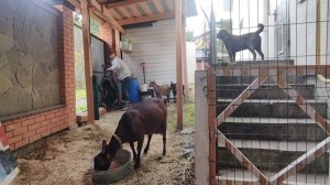 ЗАБОТЫ В КОЗОВНИКЕ.ИДЕМ НА РЕЧКУ. ВСПОМНИЛИ КОЗУ  ИРИСКУ.