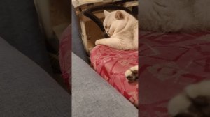 ДЭНИС И КРИПОНЯ ВСТРЕТИЛИ ПЕРСИКА