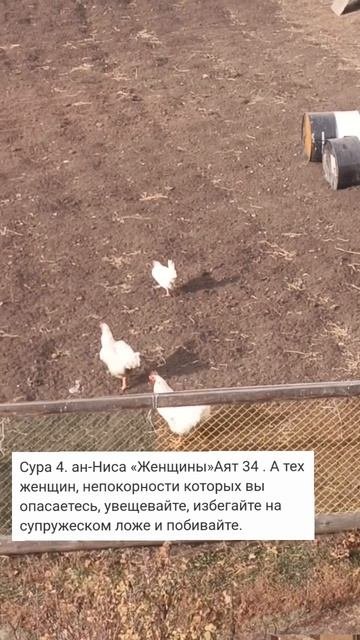 Петух воспитывает непокорную курицу по Корану ...