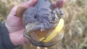 Ловля ротана на спиннинг