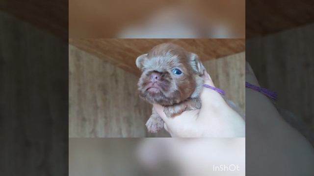 Малыши породы бельгийский гриффон. Окрас Изабелла смотреть онлайн