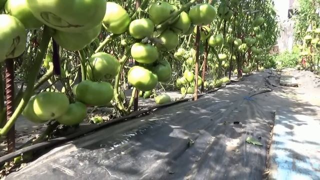Томат Зеленый Куапо удивил меня три раза за сезон! То вдохновлял, то расстраивал... Обзор  огорода