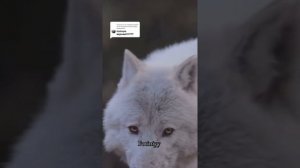 В этой жизни 🔊💥-Мужик из Сибири