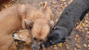 Разнокалиберные доски, чумазая проказница и завершение вазы-цветка