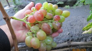 30.09.2025. Виноград НОВОРОССИЯ в г. Липецке.