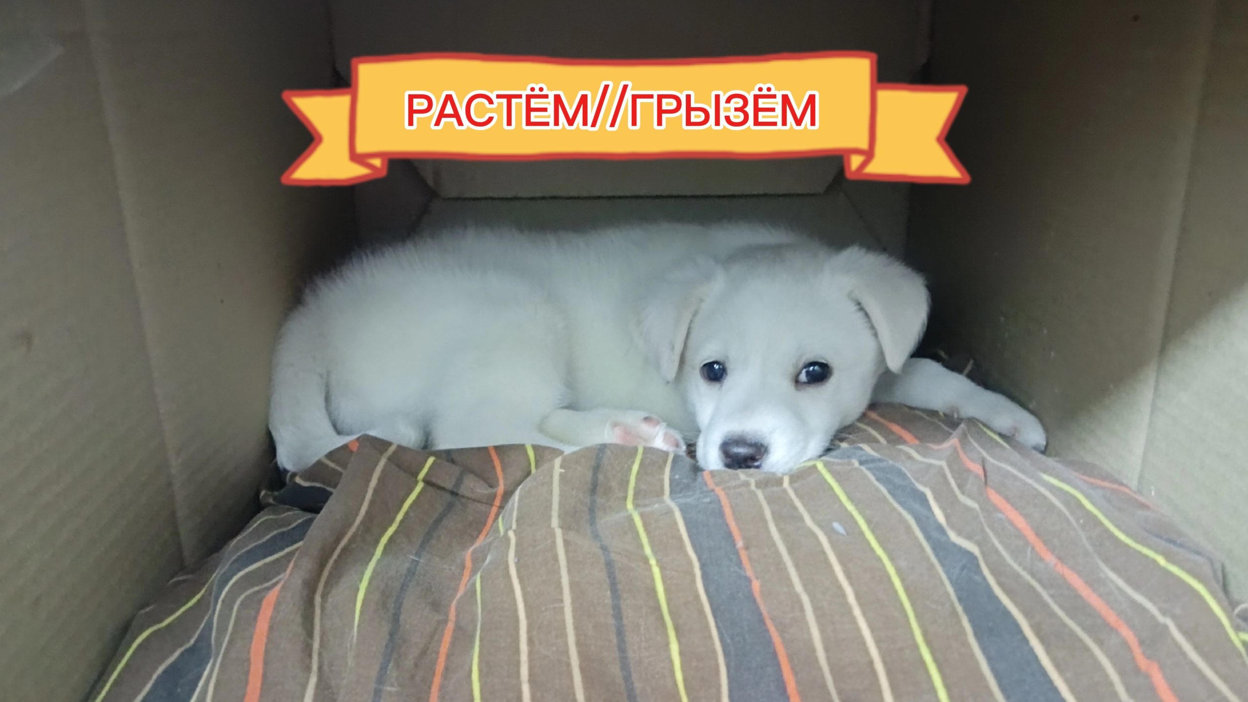 РАСТЁМ И ГРЫЗЁМ ВСЕ ПОДРЯД