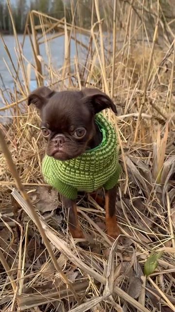 Шоколадный пти брабансон шоколадный с подпалом. Выпускник🤎🧡 смотреть онлайн