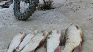 Права🤣 нужны на этот мотовелик👍?