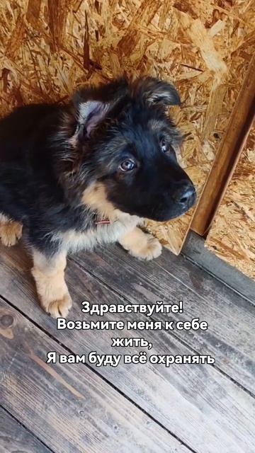 щеночек просит взять его сторожем