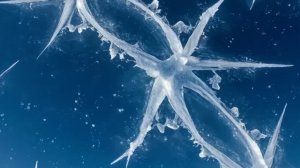 Футаж. Ледяной узор.