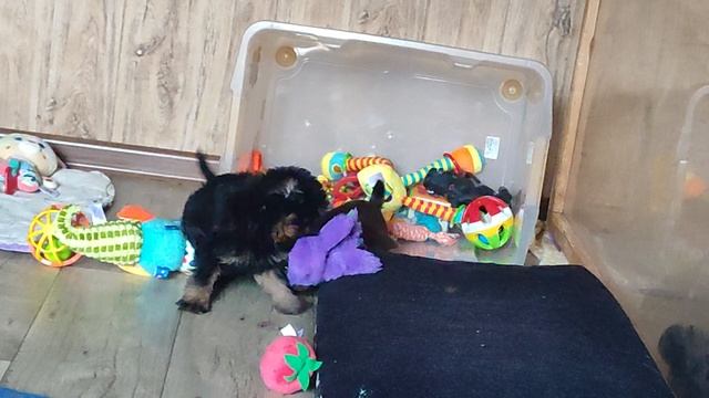 Щенки литер З 2025год смотреть онлайн