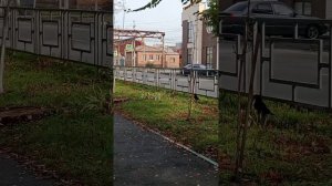 Птицы на улицах Ростова, словно свободные художники, легко парят в воздухе, не ведая страха