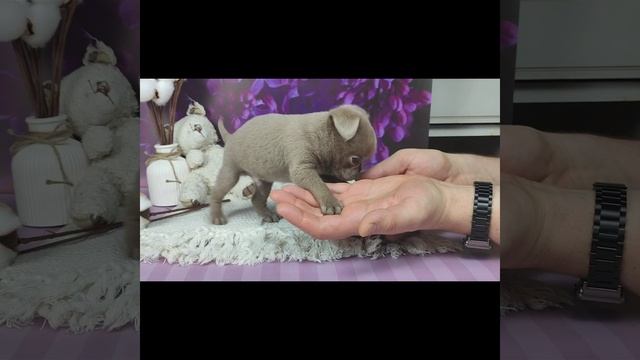 Извбеловый мальчик пти брабансон. Уехал в США смотреть онлайн