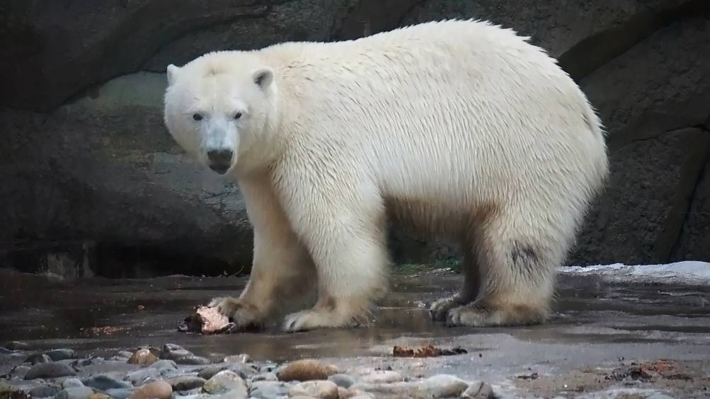 Завтрак у  Белки и Стрелки был такой вкусный, что одна сестренка начала от радости кувыркаться.