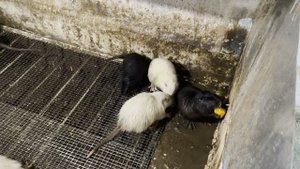 Целый месяц уже не УБИРАЛ НАВОЗ У НУТРИЙ